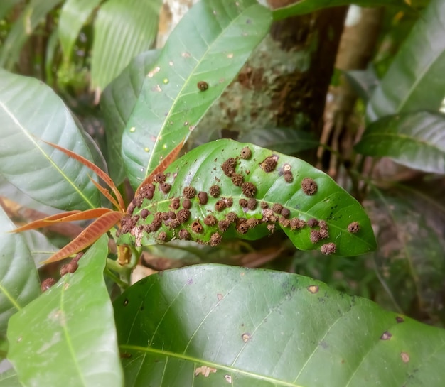 Leaf gall midge on mango leaves or leaf hopper or fungi mildew\
disease