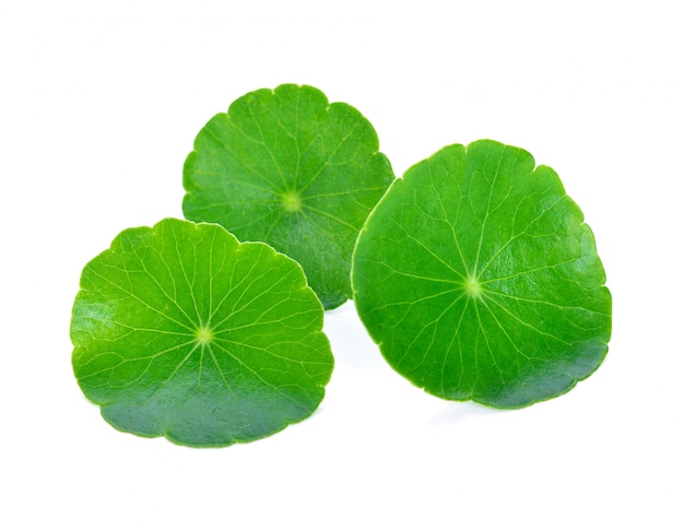 Photo leaf of gotu kola, asiatic pennywort, asiatic leaf isolated on white