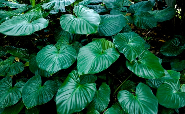 Leaf green background