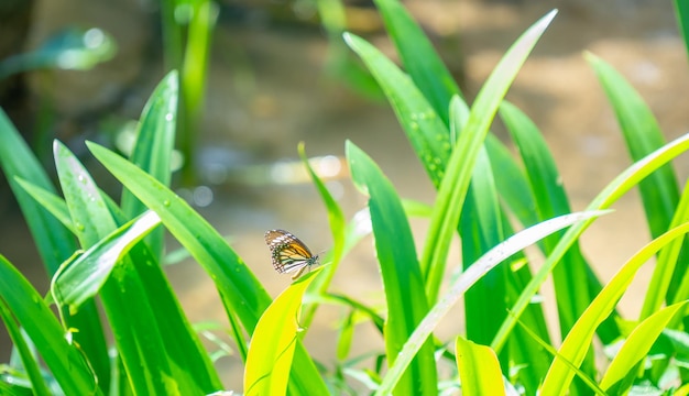 Leaf green color in weather good day sunny background