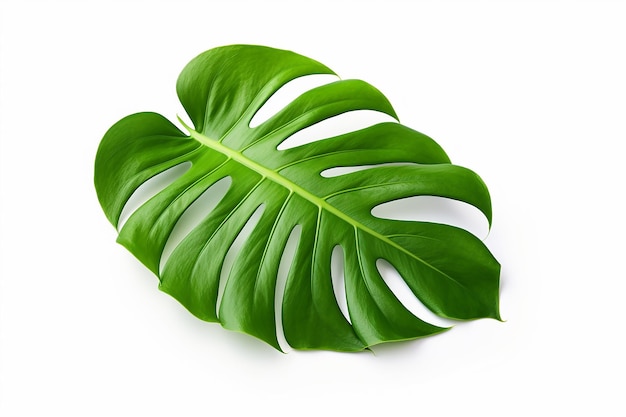 a leaf of a green leaf is shown on a white background