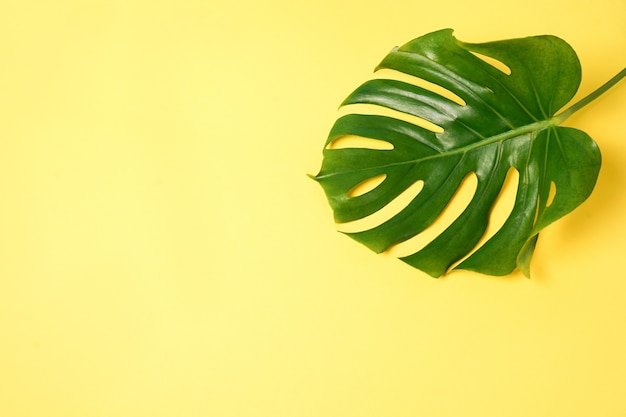 Leaf of green Monstera plant on yellow background with copy space.