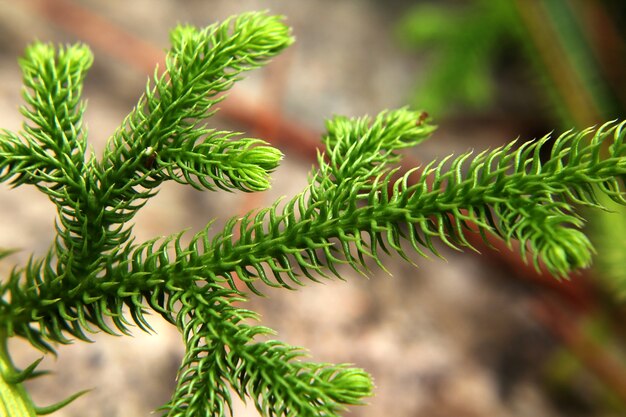 Foglia verde dei pini