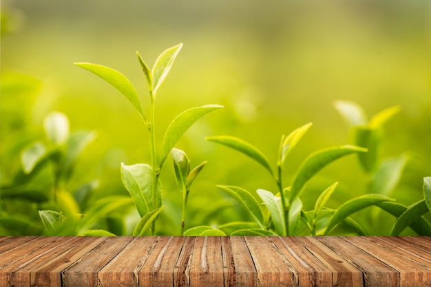 Leaf green tea in the farm in the morning