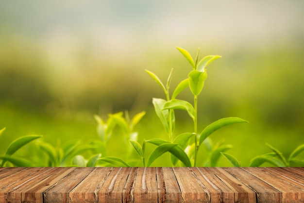 Leaf green tea in the farm in the morning