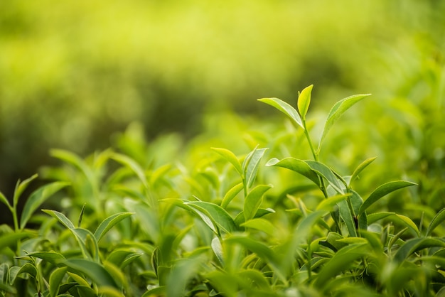 Leaf green tea in the farm in the morning