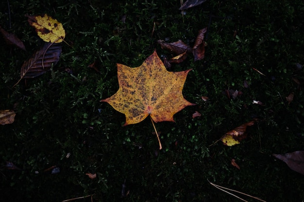 A leaf on the ground with the word autumn on it