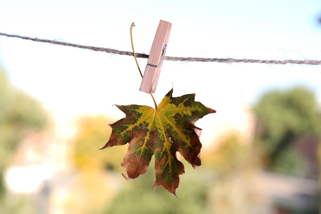 Leaf hanging on rope on natural background