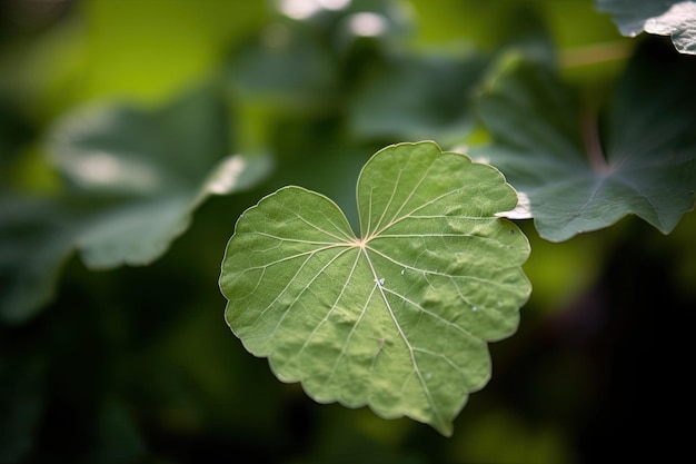 A leaf in the heart shaped form