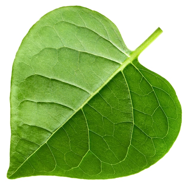 leaf heart