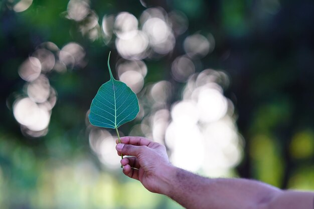 Photo a leaf hold in hand