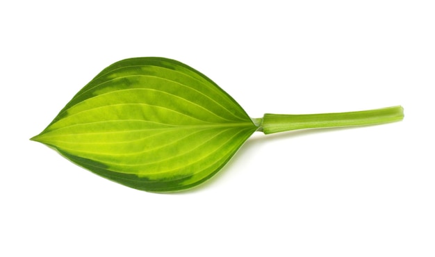 Leaf hosta isolated on white background Flat lay top view