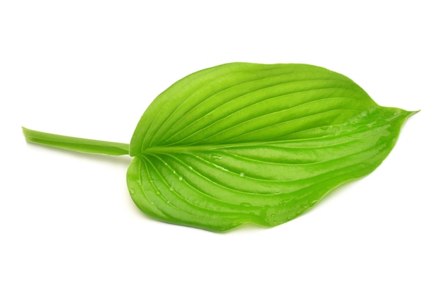 Leaf hosta isolated on white background Flat lay top view