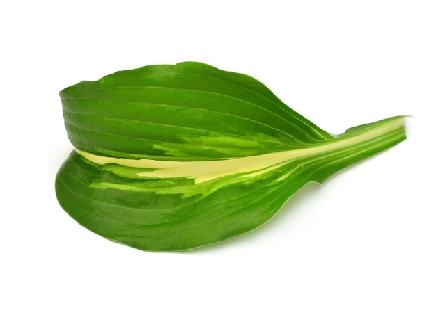 Leaf hosta isolated on white background Flat lay top view