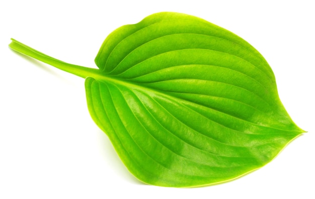 Leaf hosta isolated on white background. Large leaves. Flat lay, top view