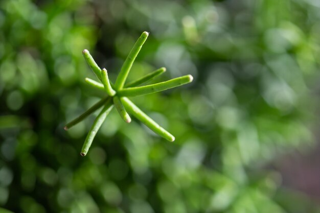 家の植物の葉は近づいている