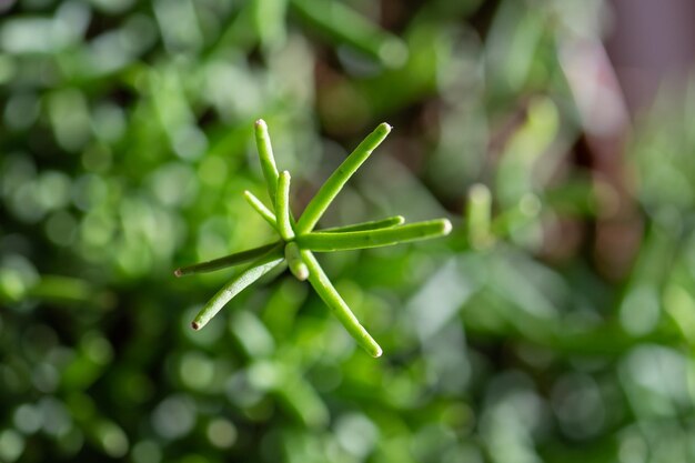 The leaf of the house plant is close