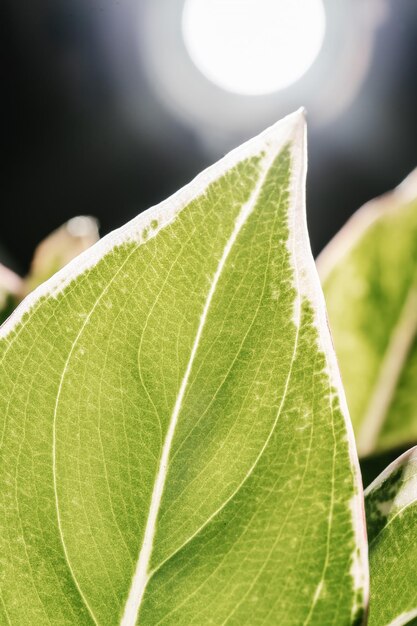 The leaf of the house plant is close