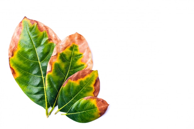 Photo leaf infectious (leaves disease) in bad environment isolated on white background - nature concept.