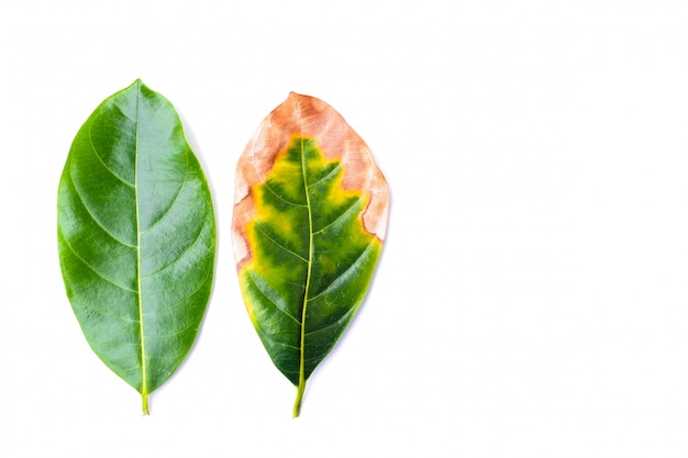 Фото Лист заразный (заболевание листьев) с зелеными листьями в плохой окружающей среде изолированной на белой предпосылке - концепции природы.
