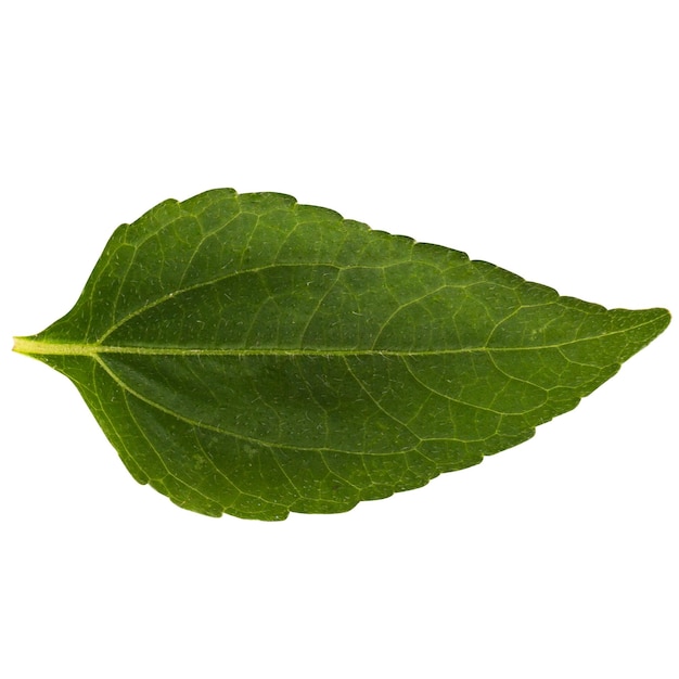 Leaf isolated on white background