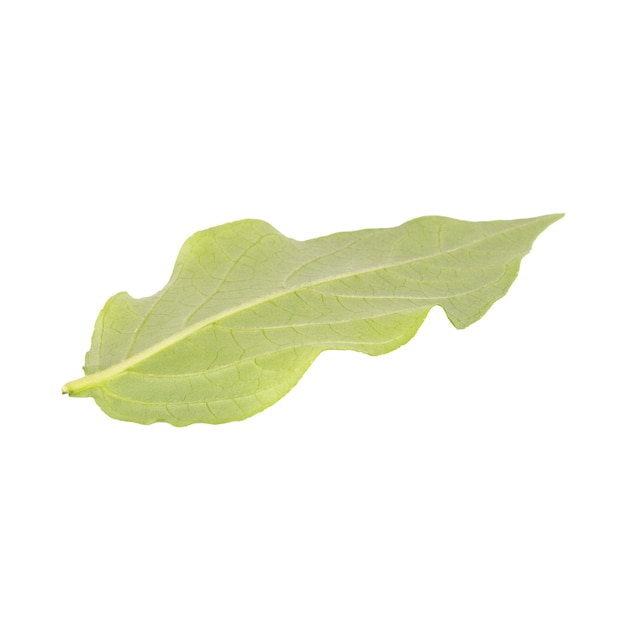 Leaf isolated on white background