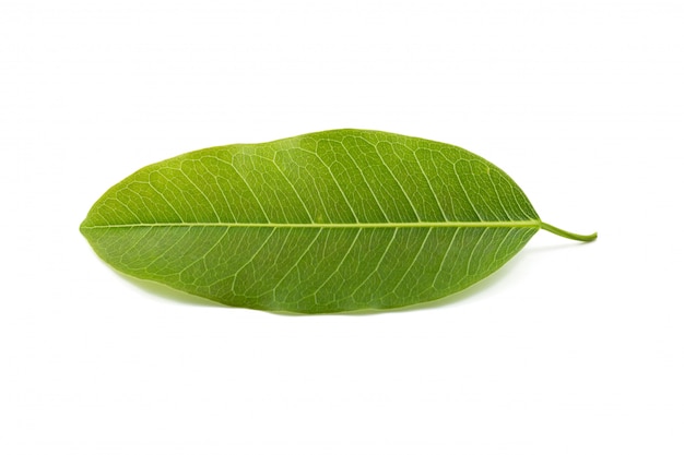 Photo leaf isolated on white background