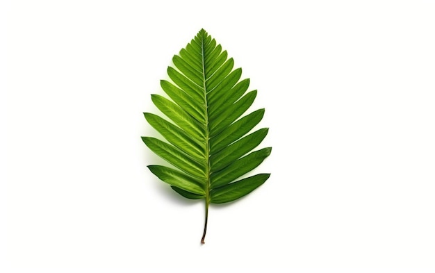 leaf isolated in white background