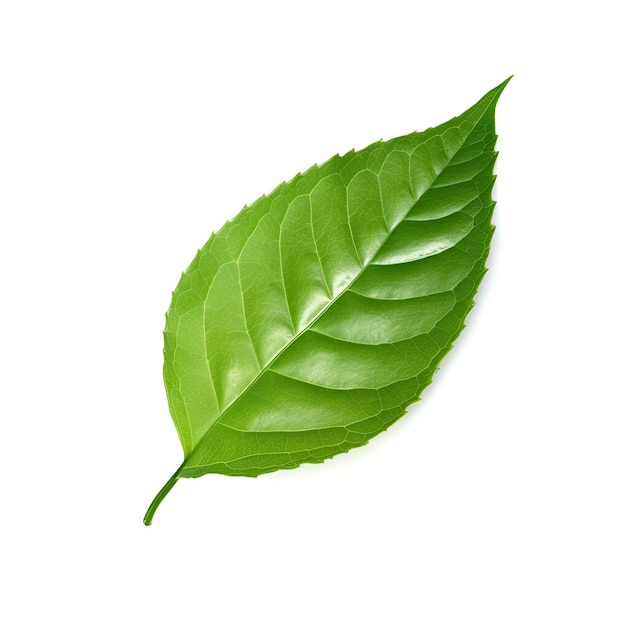 Photo leaf isolated on white background