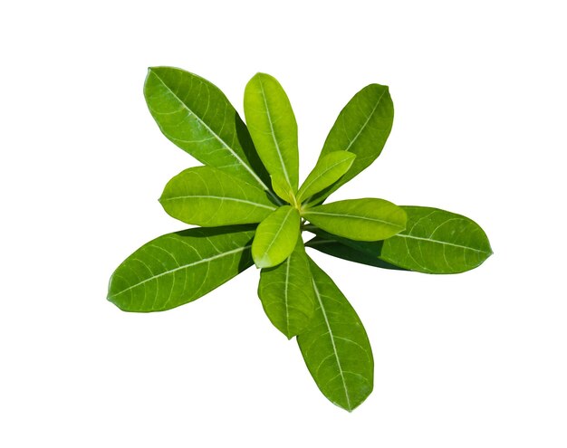 Leaf isolated on white background