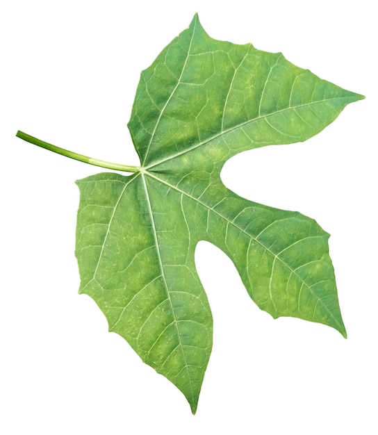 Leaf isolated on a white space with clipping path.