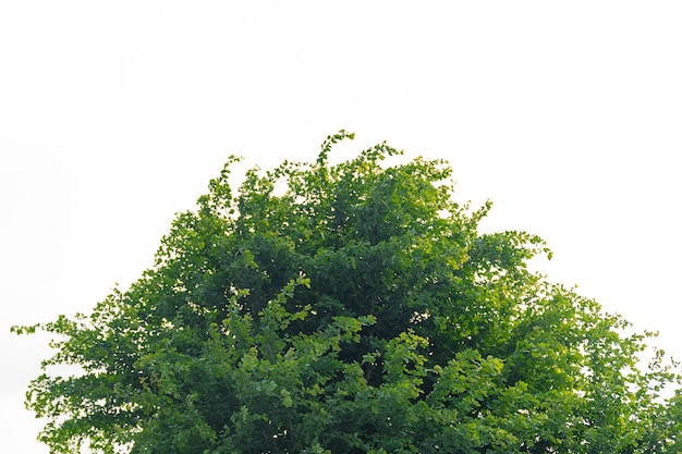 Leaf isolation on white background