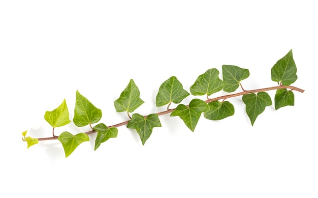 Leaf of ivy isolated