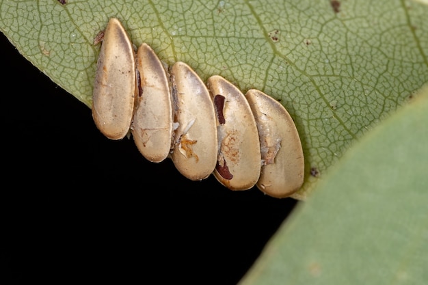 Foglia katydid uova della sottofamiglia phaneropterinae