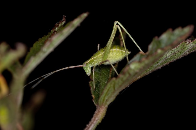 Листовая нимфа Katydid подсемейства Phaneropterinae