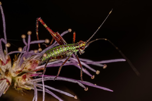 Photo leaf katydid nymph