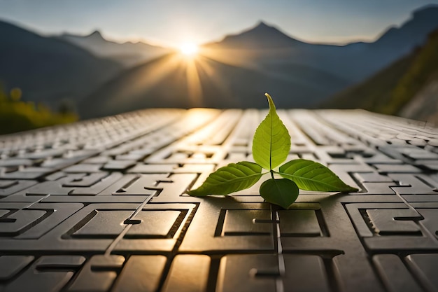 A leaf on a keyboard with the sun setting behind it