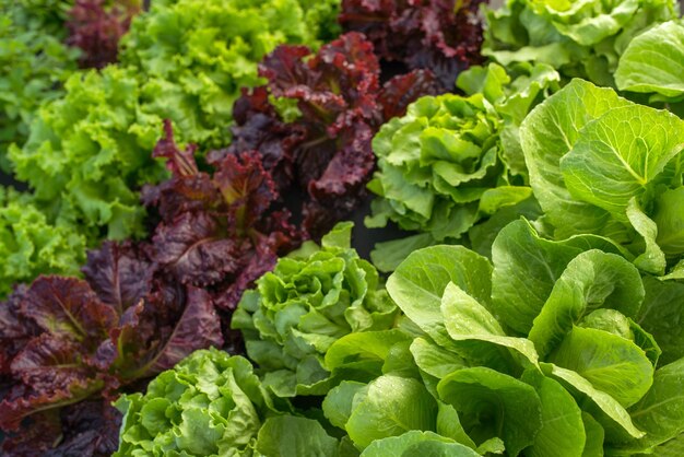 Leaf lettuce field