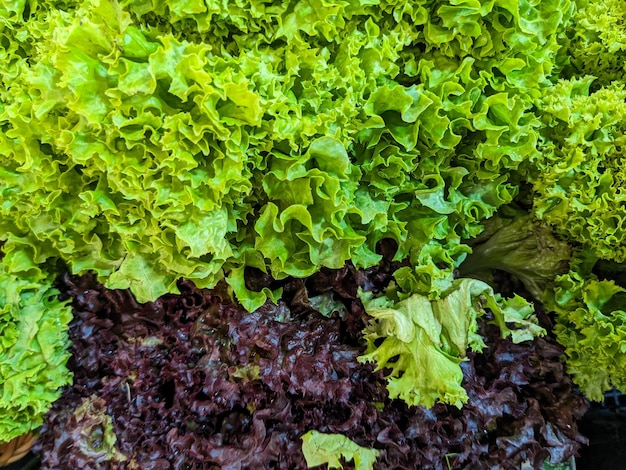 Лист салата зеленый и фиолетовый крупным планом