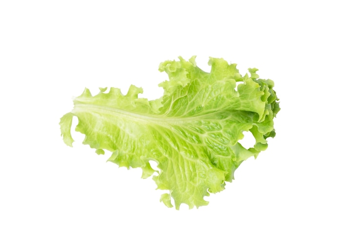 Photo leaf of lettuce in isolated with clipping path fresh green salad in isolated