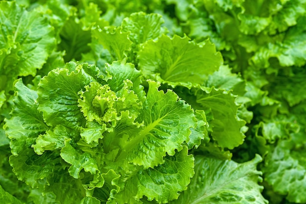 Leaf lettuce plantation in organic vegetable garden