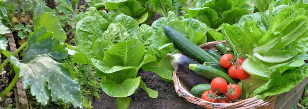 Photo leaf of lettuce and zucchini plants with a basket full of fresh vegetables in garden