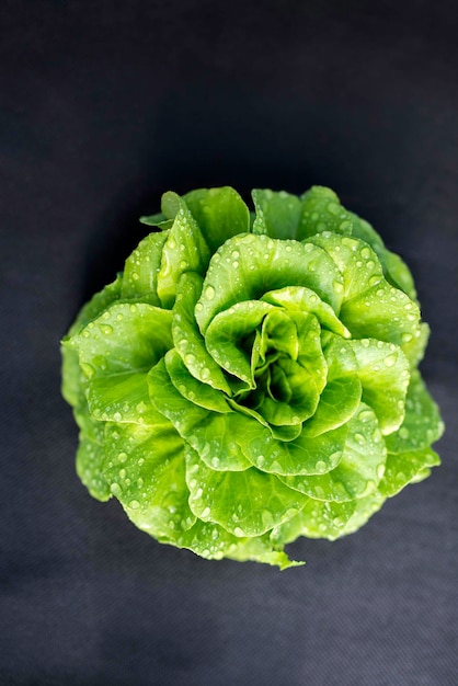 Leaf lettuce