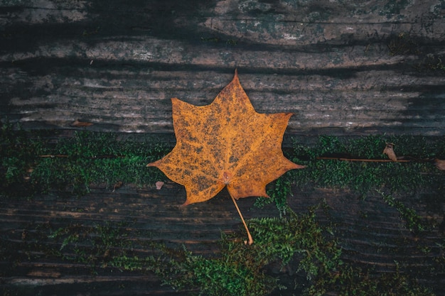 A leaf on a log with the word fall on it