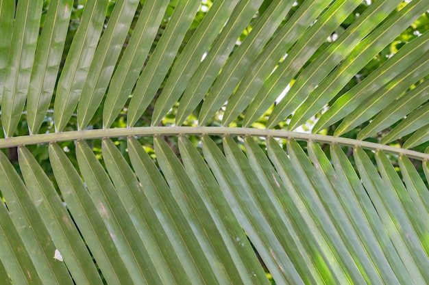 leaf macro green