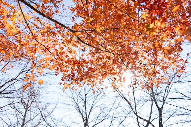 秋の季節に日本の川口湖で秋の紅葉