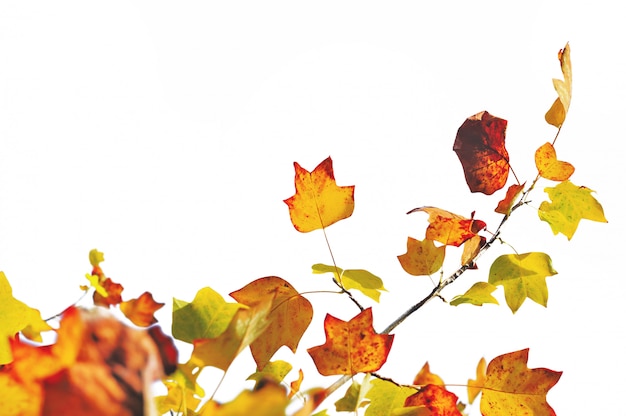 Photo leaf of a maple in autumn