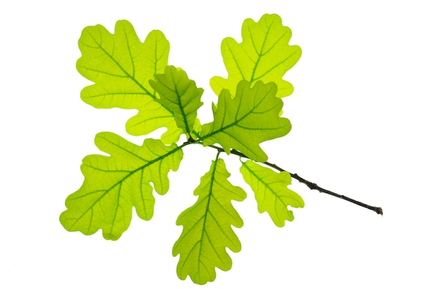 Photo leaf of maple tree isolated