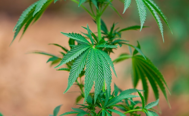 leaf of marijuana plant