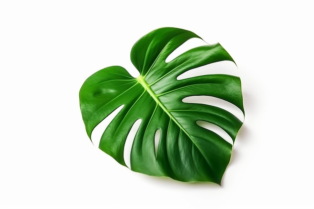 A leaf of a monster plant on a white background